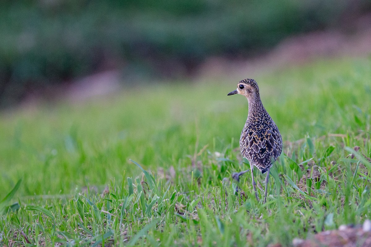 Pacific Golden-Plover - ML365158441