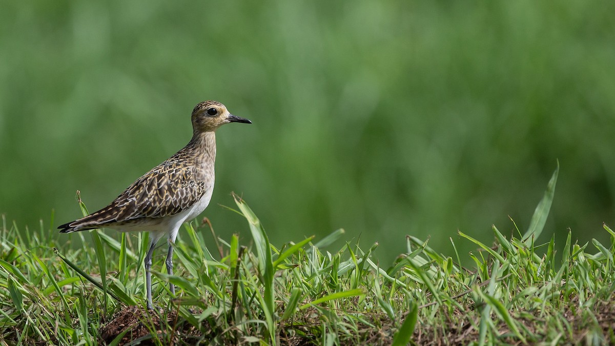 Pacific Golden-Plover - Robert Tizard