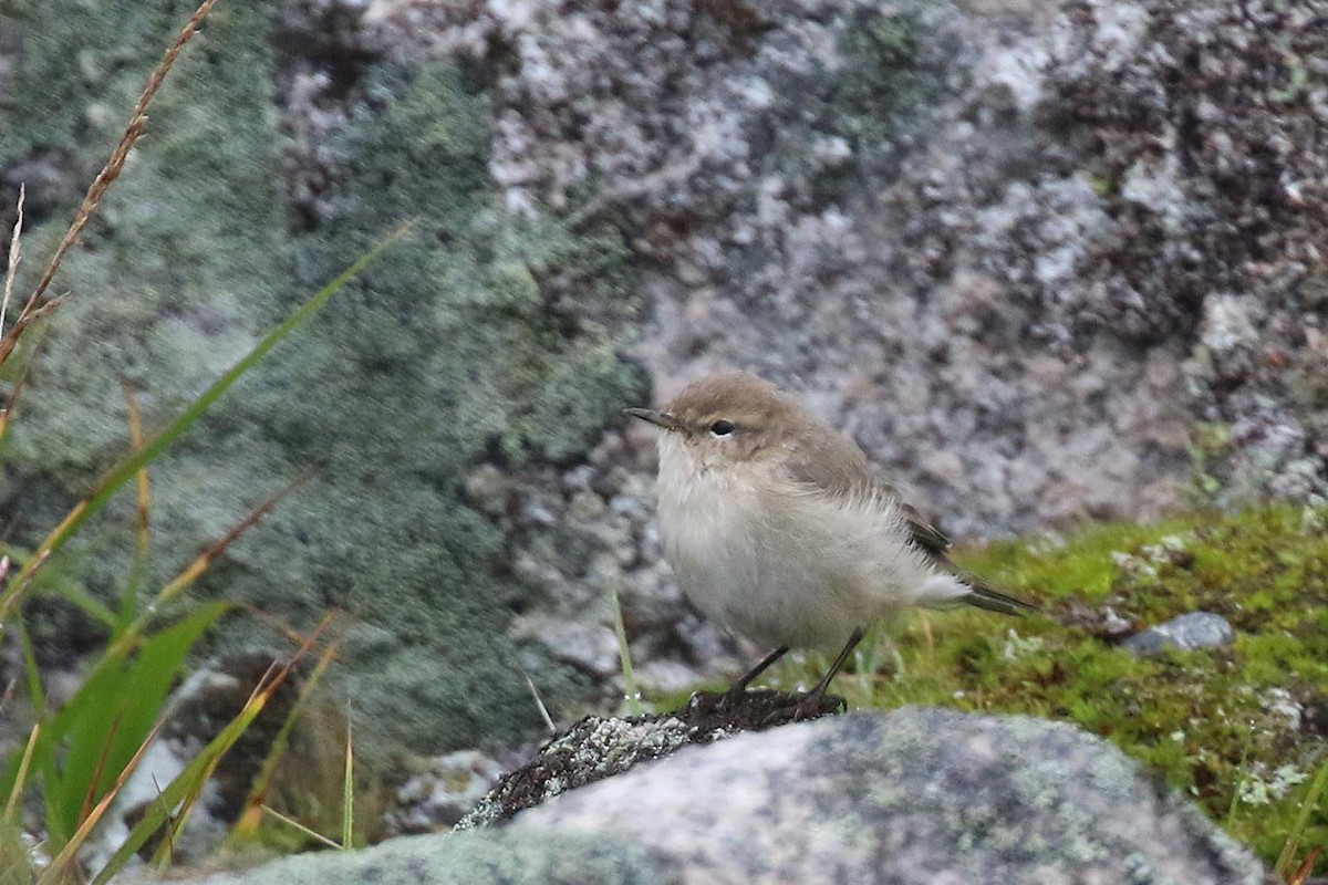 Common Chiffchaff - Greg Scyphers