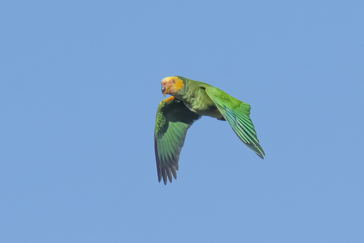 Yellow-faced Parrot - ML365160541