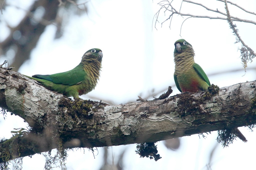 Conure de Vieillot - ML365162251