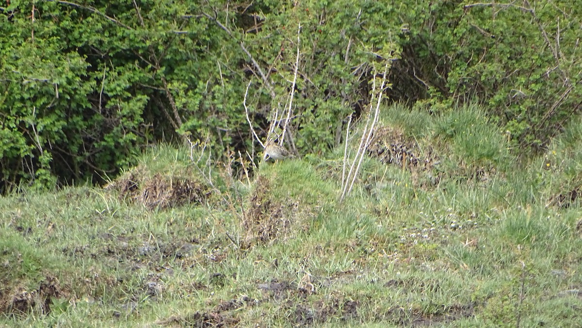 Magellanic Snipe - ML365163921