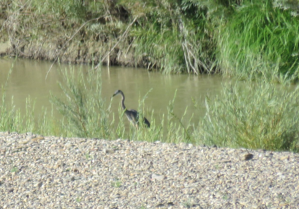 Great Blue Heron - ML365164731