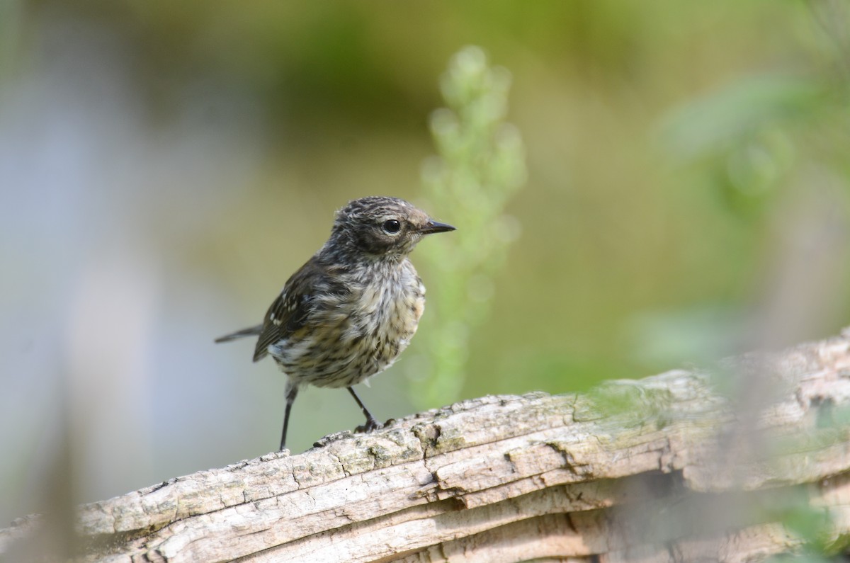 Yellow-rumped Warbler - ML365166011