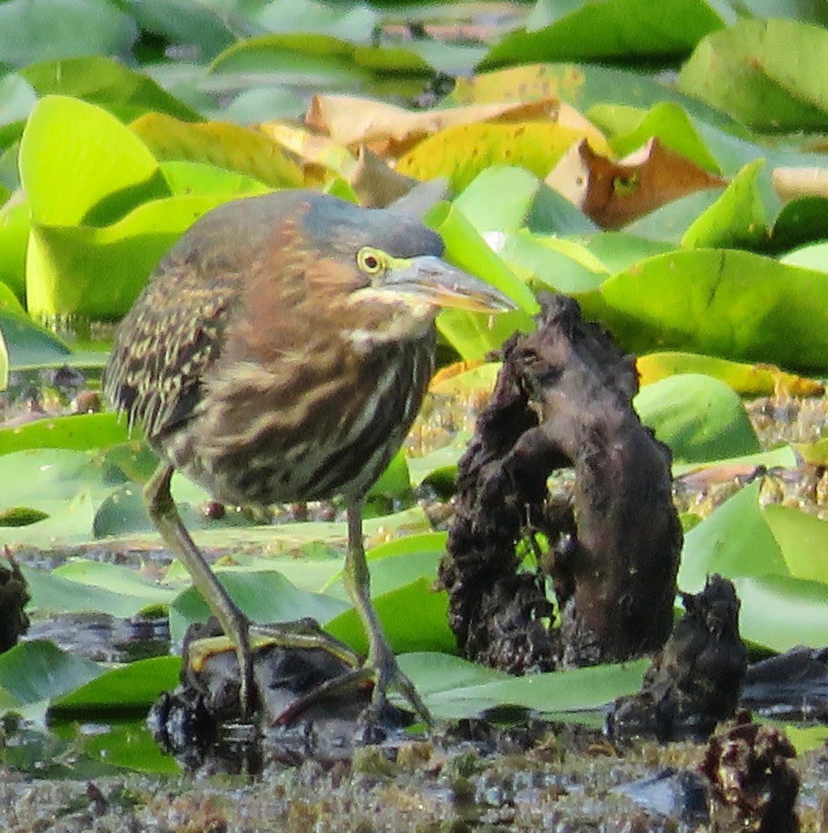 Green Heron - Mike Burkoski