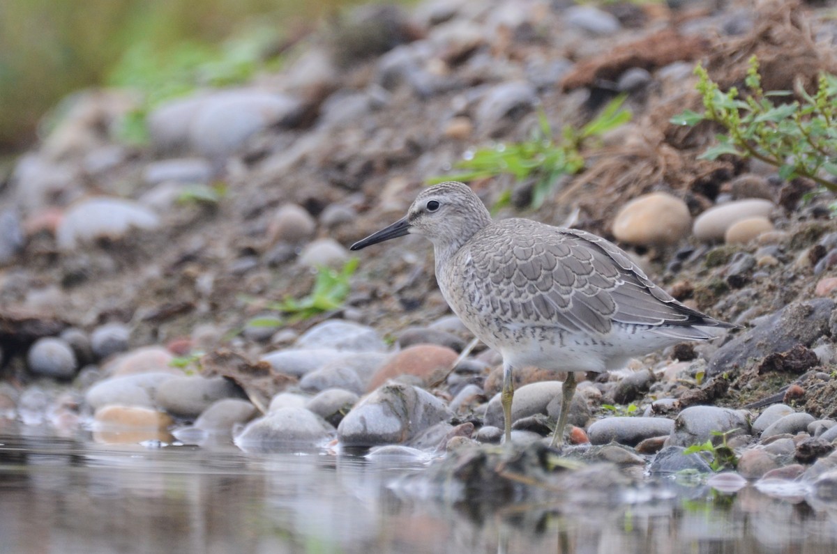 Red Knot - ML365166111