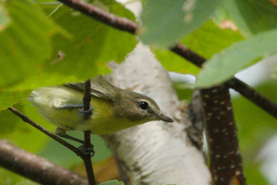 Philadelphia Vireo - Andy Boyce