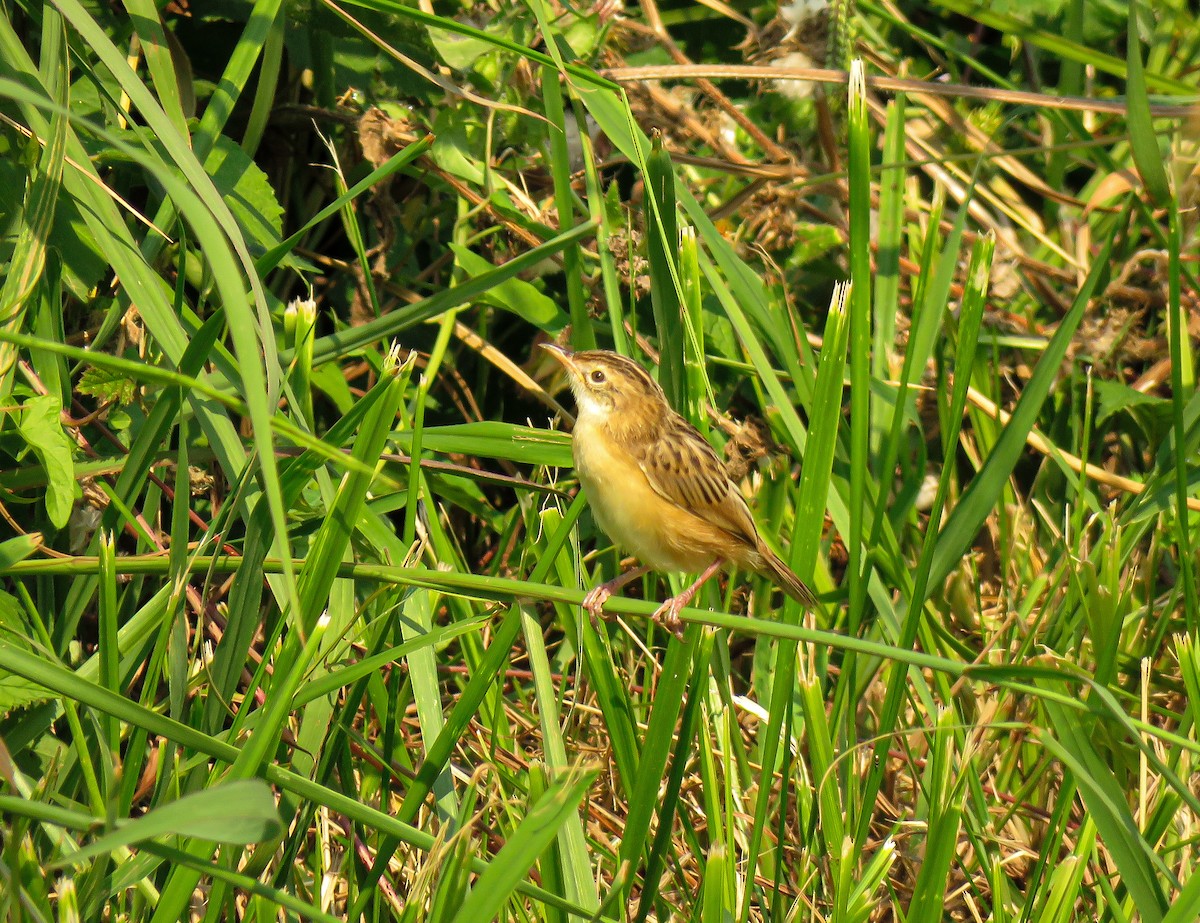 セッカ - ML365167501