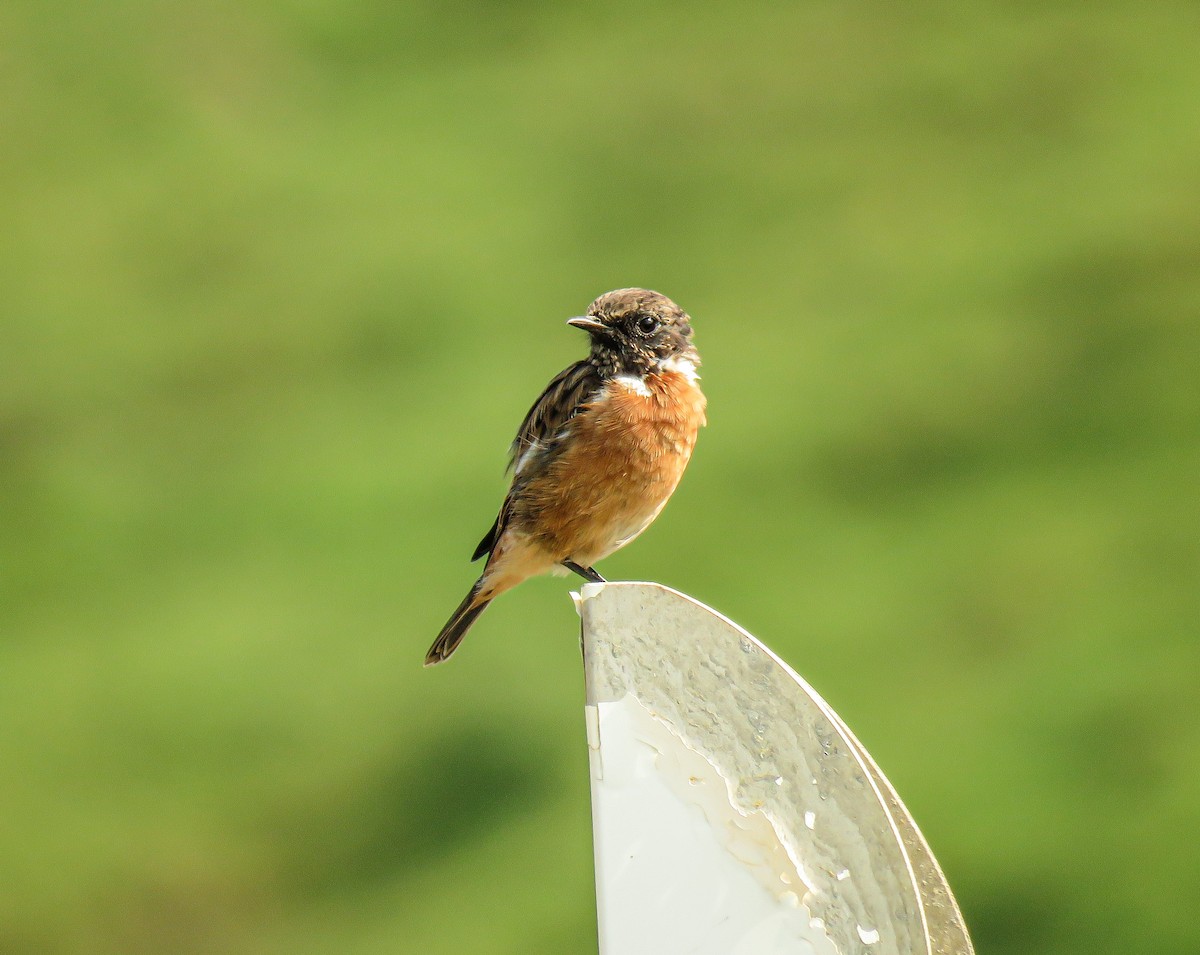 European Stonechat - ML365167541