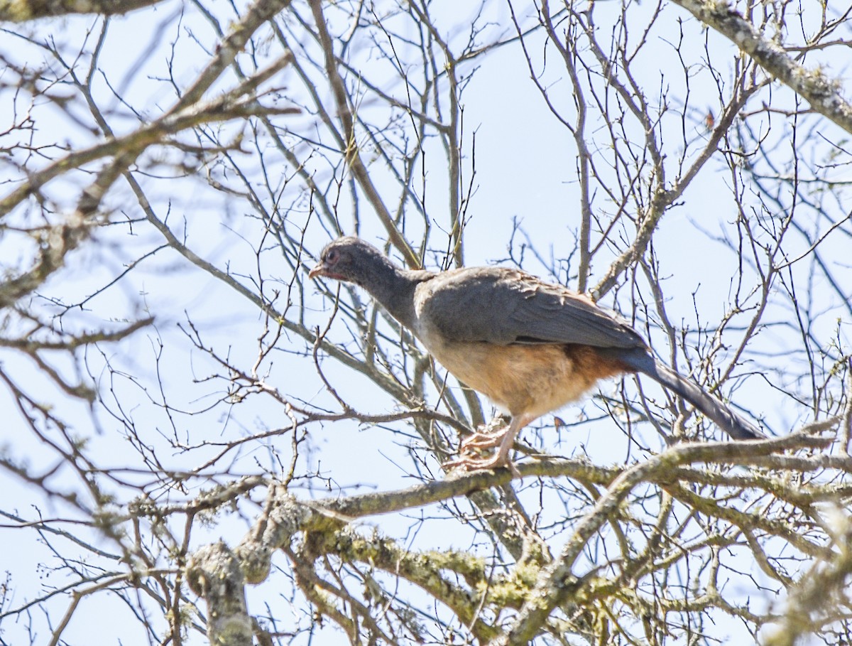 Chaco Chachalaca - federico nagel