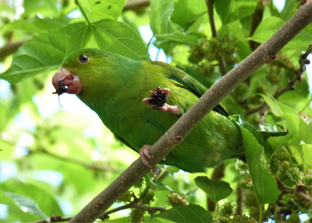 Plain Parakeet - ML365167781