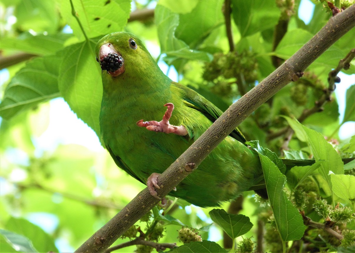 Plain Parakeet - Carlos Otávio Gussoni