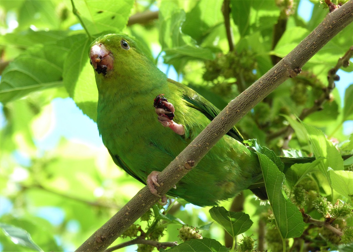 オナガミドリインコ - ML365167871