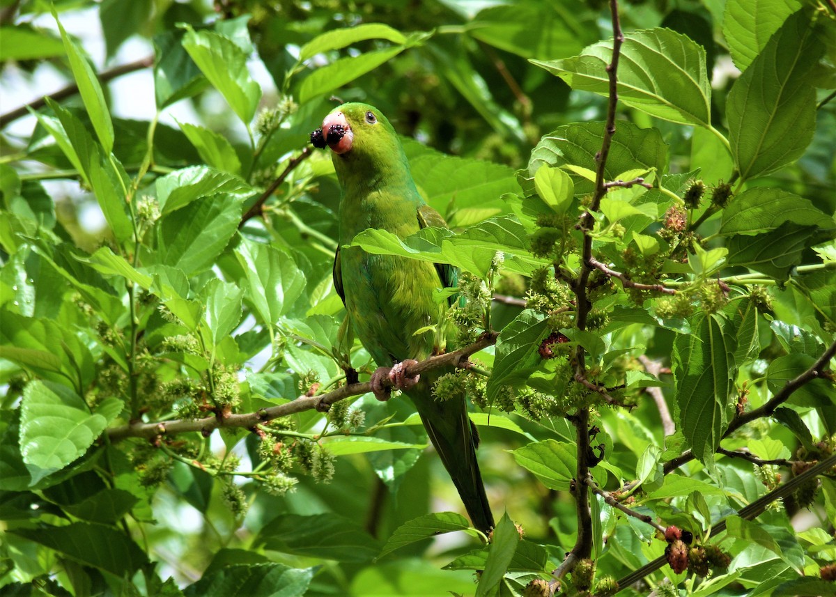 Plain Parakeet - ML365167911