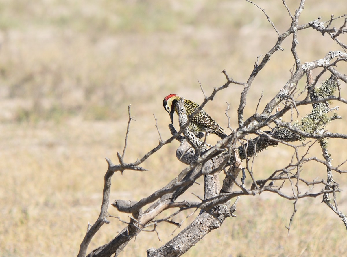 Green-barred Woodpecker - ML365168021
