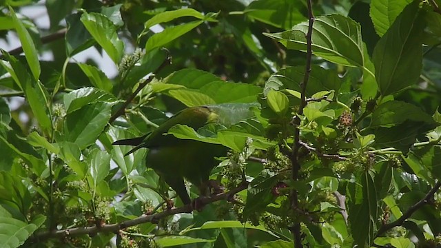 Plain Parakeet - ML365168191