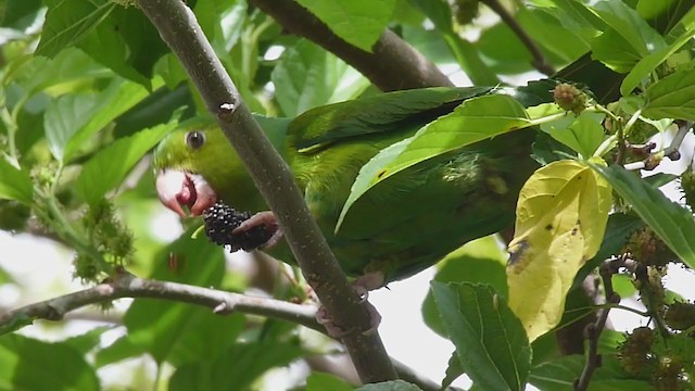 Plain Parakeet - ML365168381