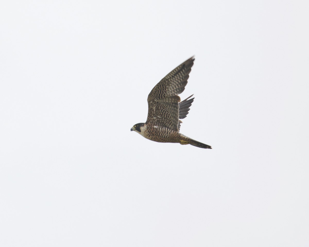 Peregrine Falcon - ML365168511