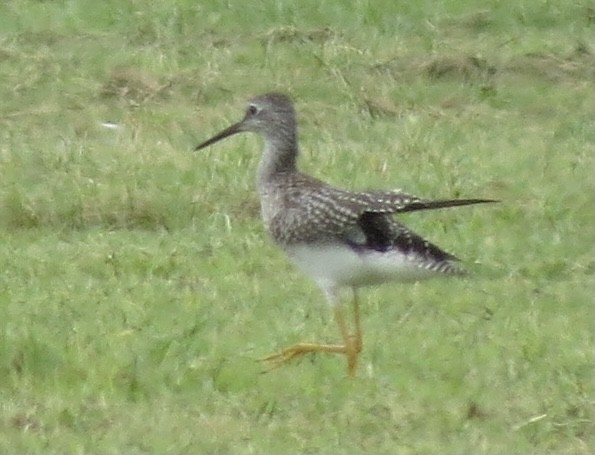 Lesser Yellowlegs - ML365169401