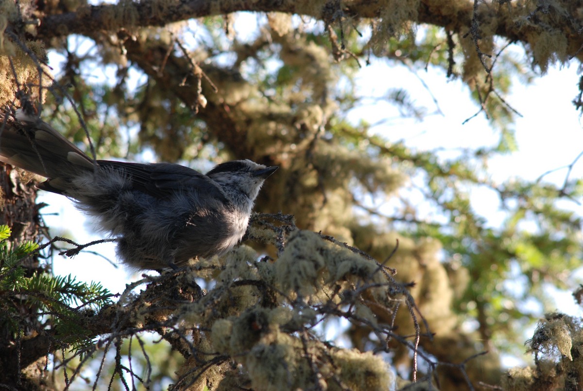 Canada Jay - ML36517071