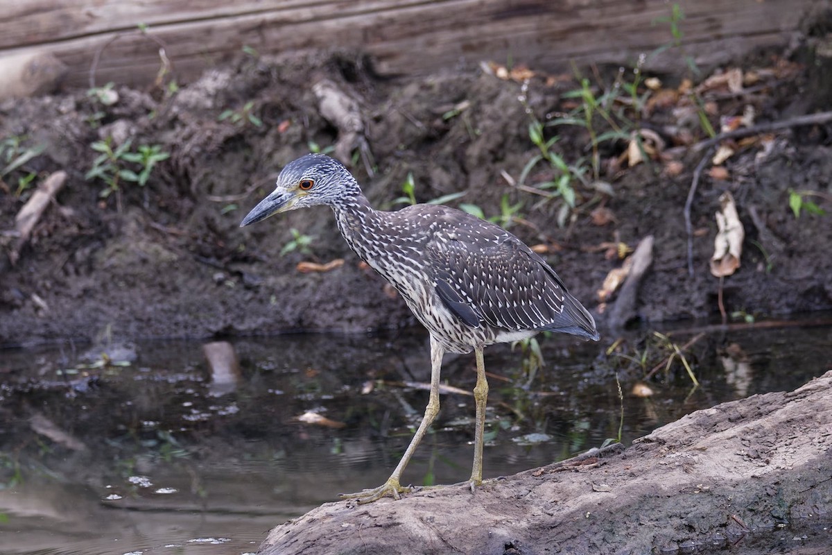 Yellow-crowned Night Heron - ML365171561