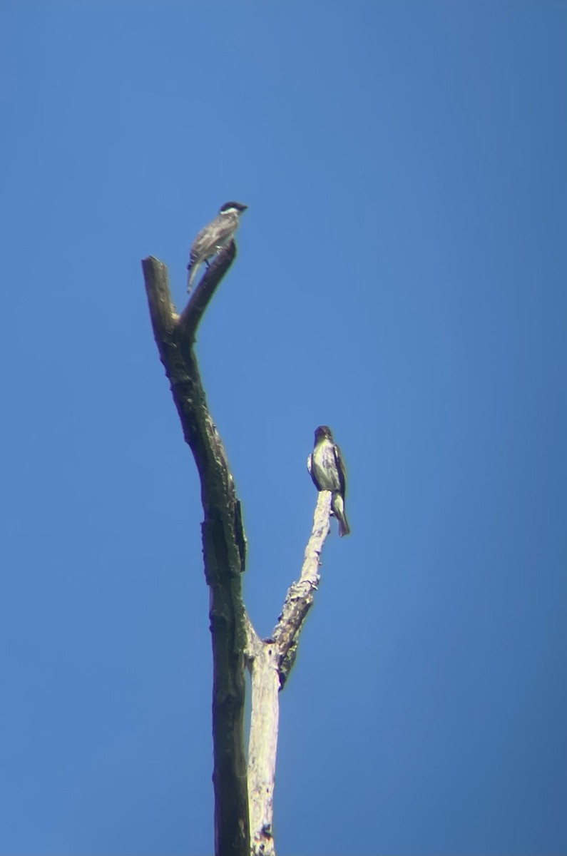 tyranovec severský - ML365172471