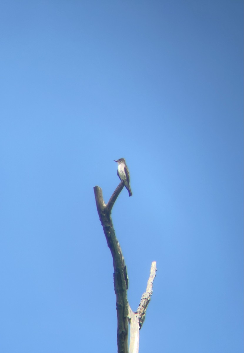 tyranovec severský - ML365172481