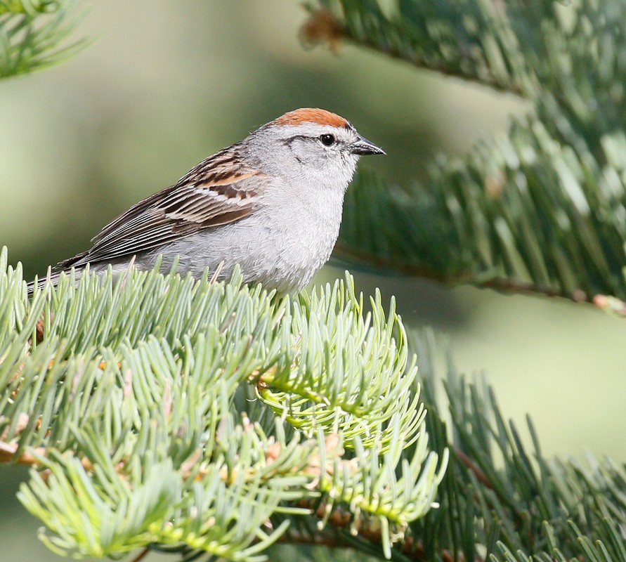 Chipping Sparrow - ML365174621