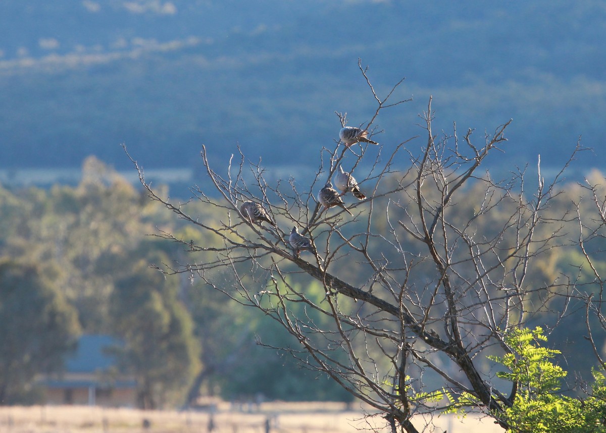 Crested Pigeon - ML36517521