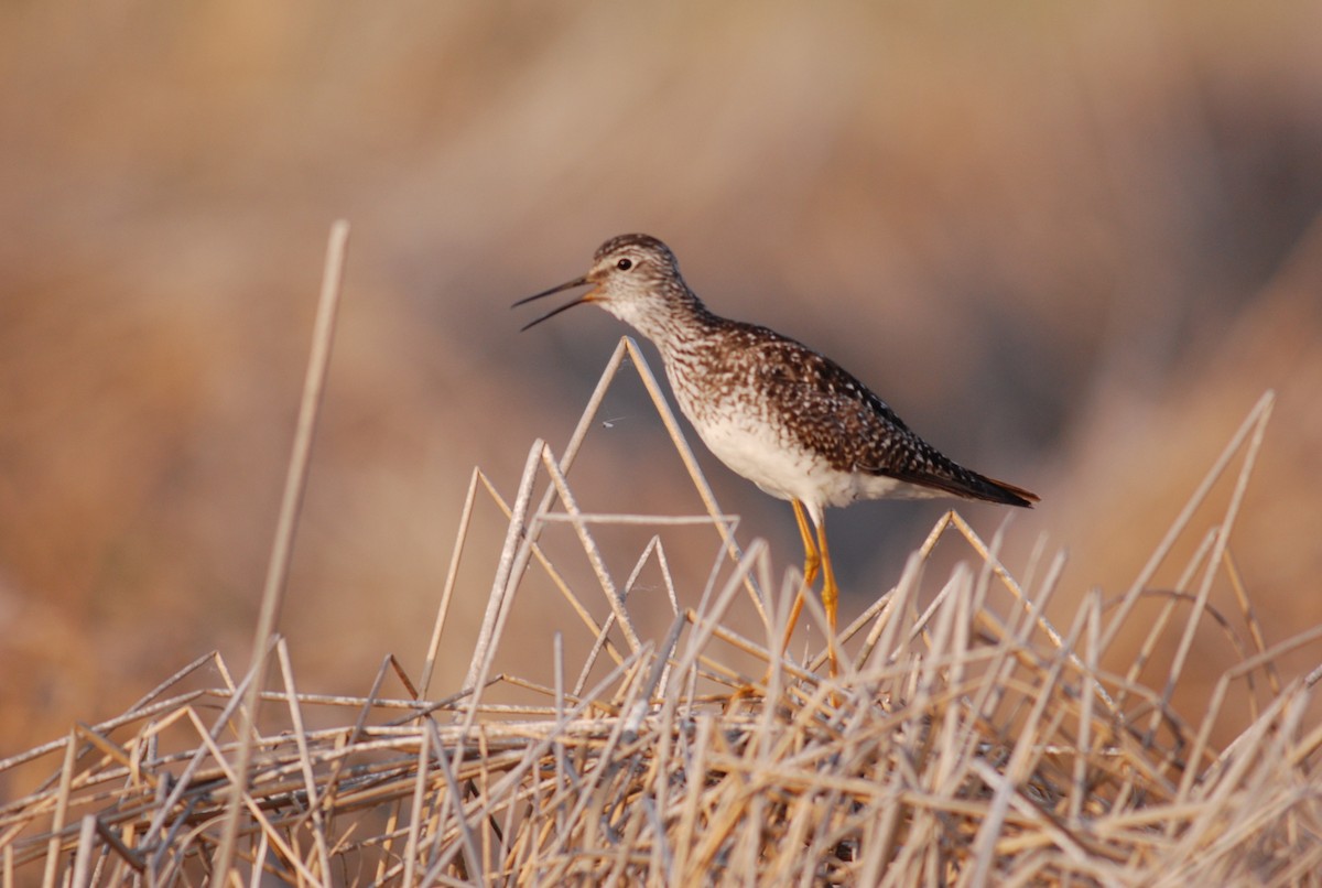 Lesser Yellowlegs - ML36517541
