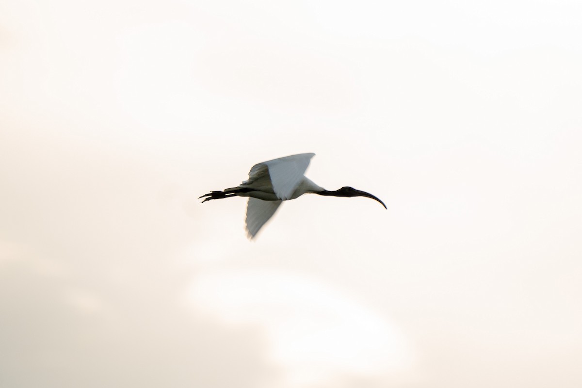 ibis černohlavý - ML365176831