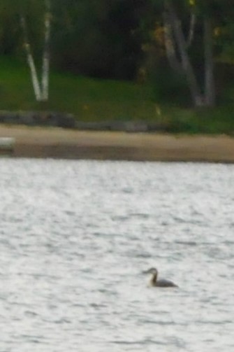 Red-necked Grebe - Steve Kinsley