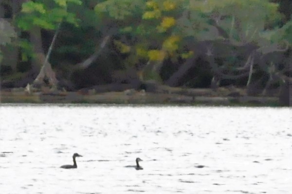 Red-necked Grebe - Steve Kinsley