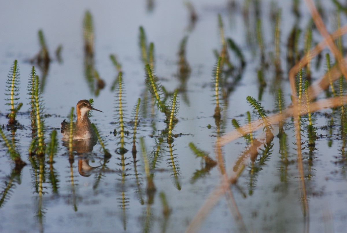 Red-necked Phalarope - Megan Elrod