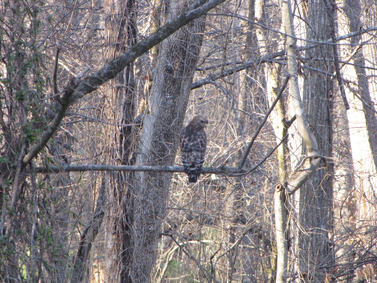 Red-shouldered Hawk - ML36517741