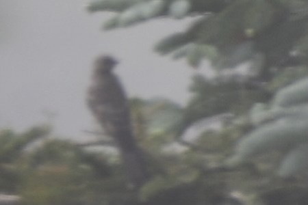 Townsend's Solitaire - ML365177481