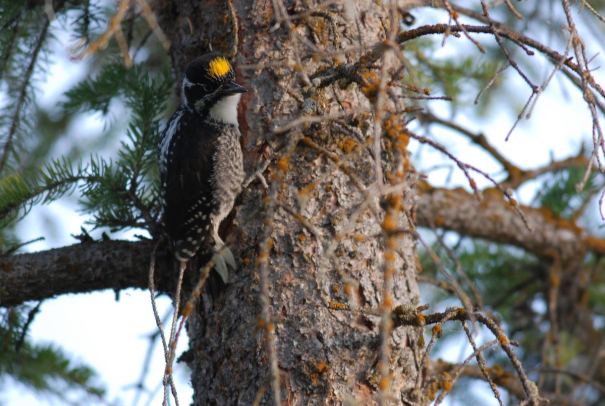 American Three-toed Woodpecker - ML36517781