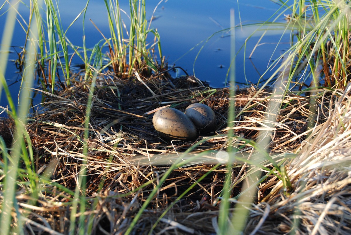 太平洋潛鳥 - ML36517891