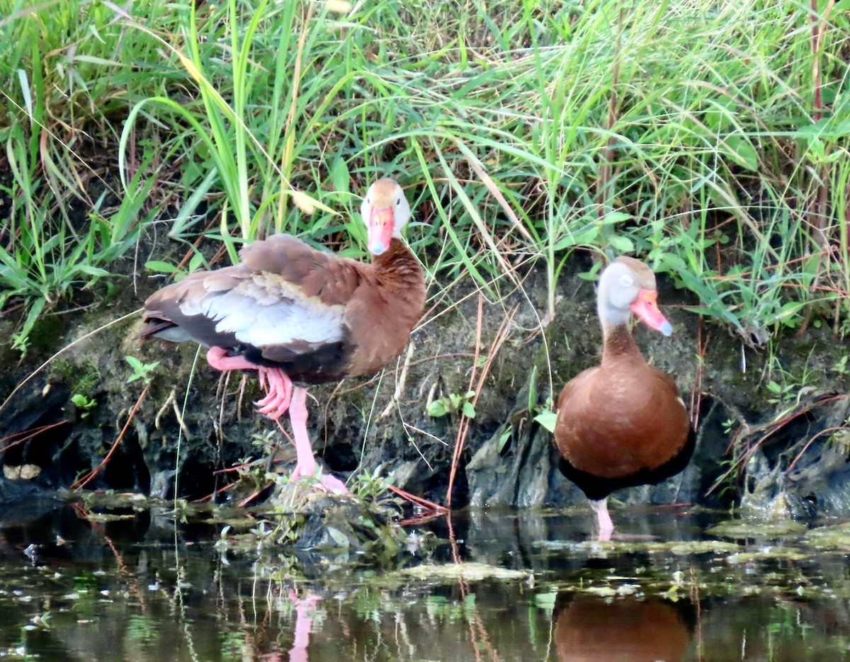 Black-bellied Whistling-Duck - Gael Silverblatt