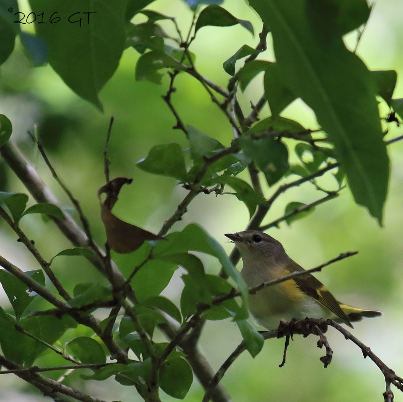 American Redstart - ML36517931