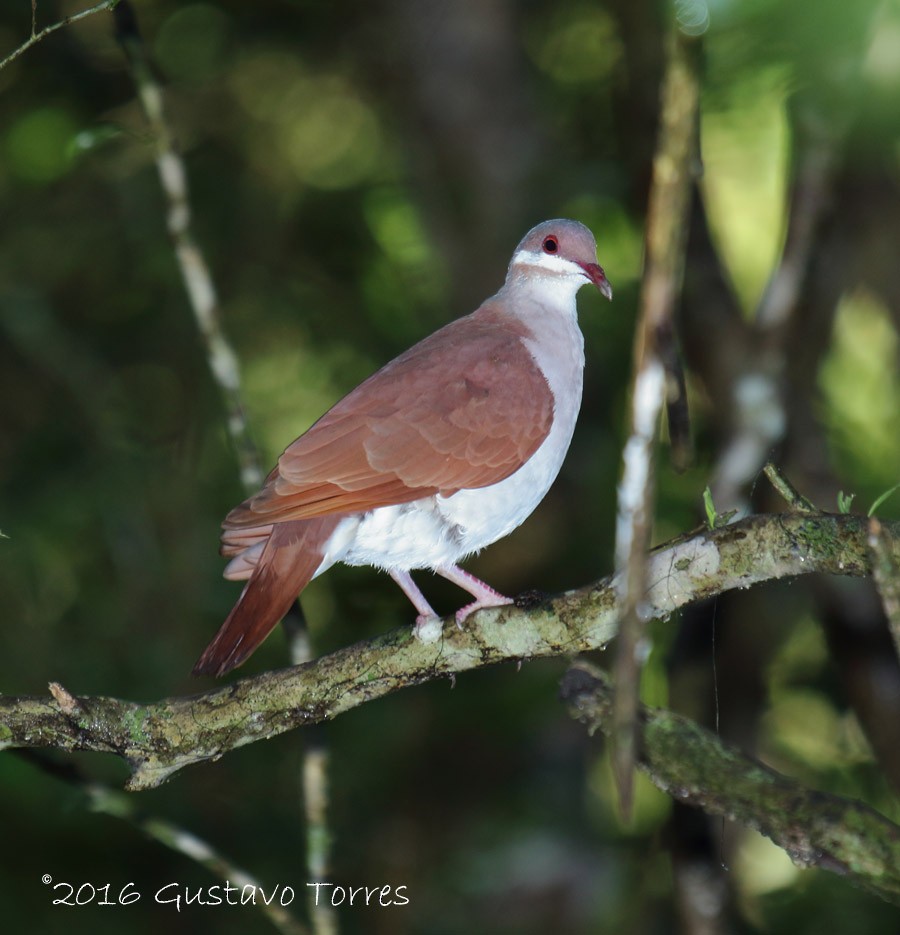 Key West Quail-Dove - ML36517981