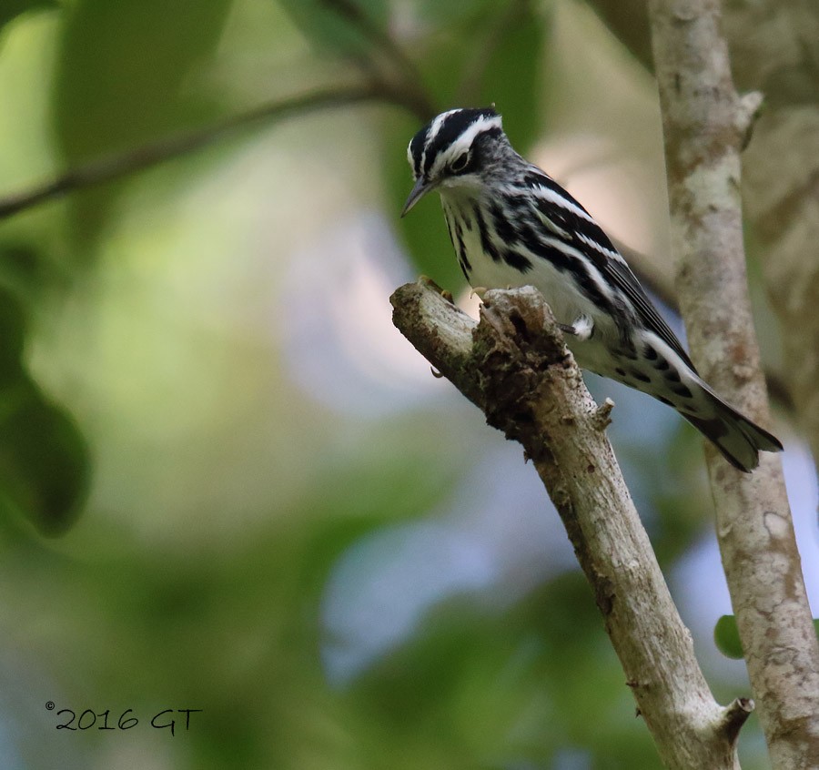 Black-and-white Warbler - ML36518011