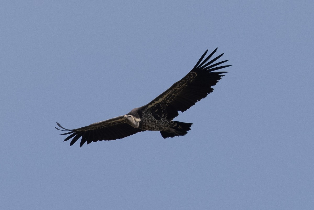 Rüppell's Griffon - ML365180671