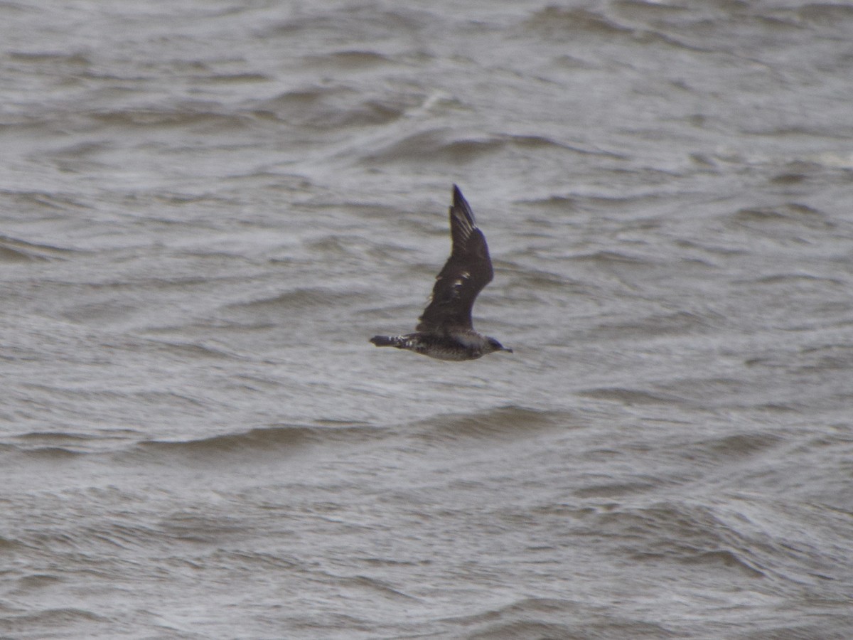 Pomarine Jaeger - Andrew Bell