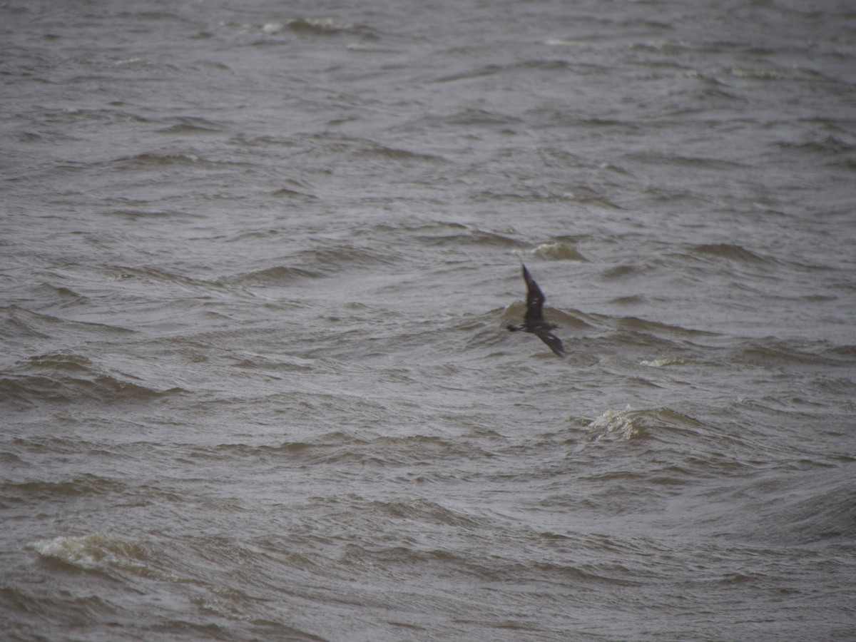 Pomarine Jaeger - ML365181351