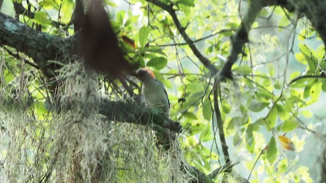 Red-bellied Woodpecker - ML365181551