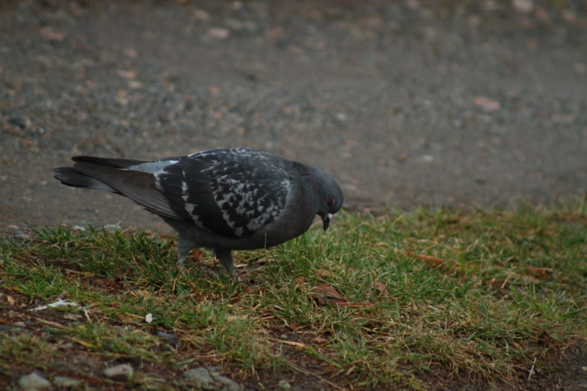 Rock Pigeon (Feral Pigeon) - Celina Emilia Iratchet