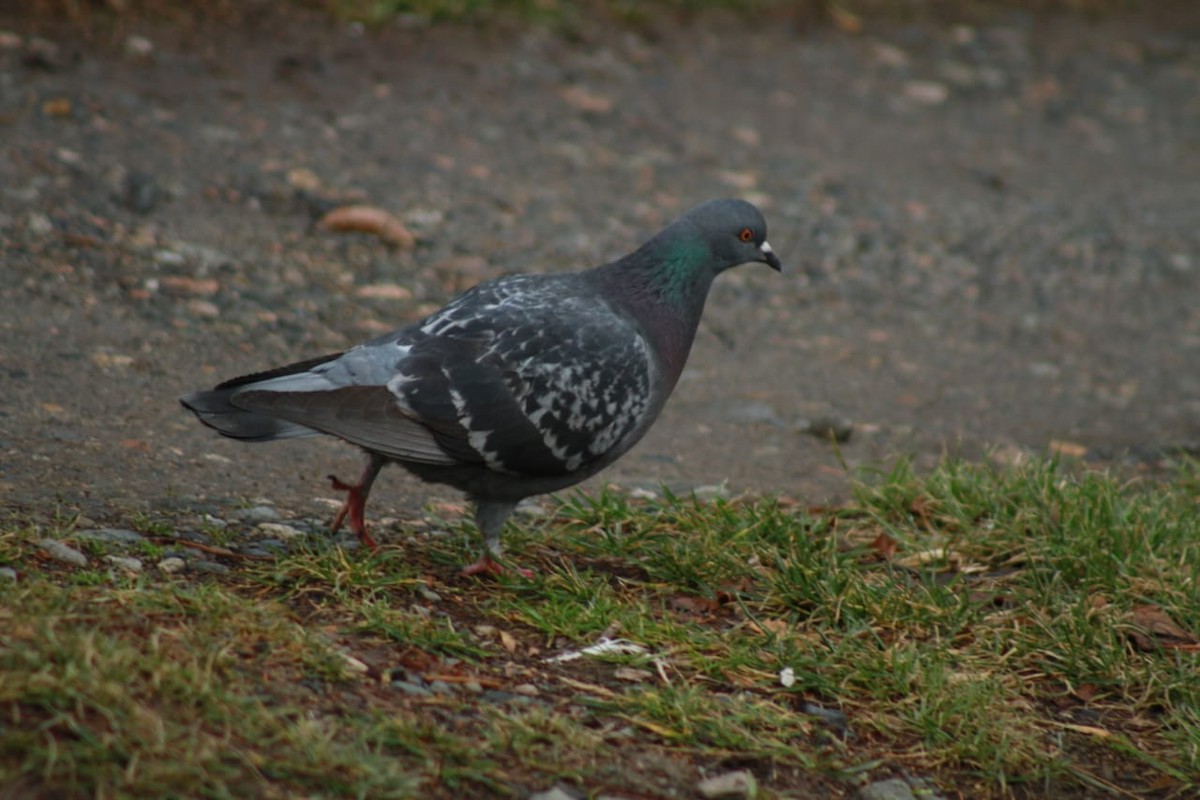 Rock Pigeon (Feral Pigeon) - Celina Emilia Iratchet