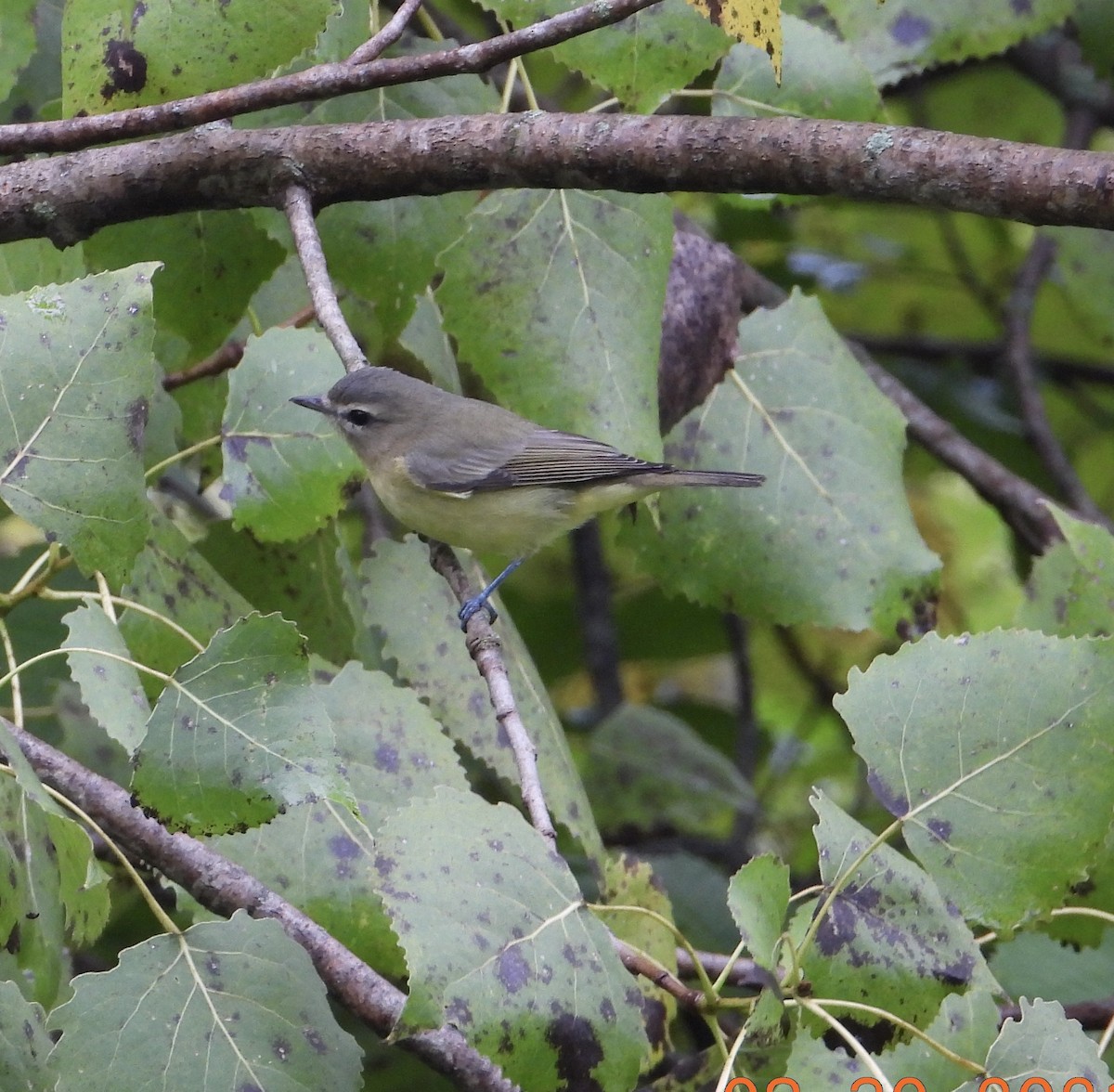 Philadelphia Vireo - ML365184421