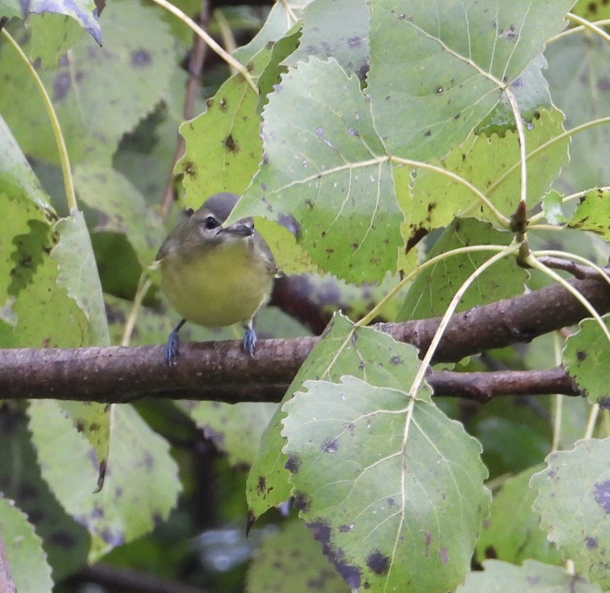 Philadelphia Vireo - ML365184611